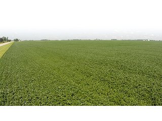 Tract 4 - PRIME FARMLAND AUCTION - 716+/- ACRES OFFERED IN 8 TRACTS IN CASS & CARROLL COUNTIES
