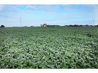 Property photo 17 - LAND AUCTION-166+/- ACRES OFFERED IN 4 TRACTS IN CASS COUNTY