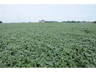 Property photo 16 - LAND AUCTION-166+/- ACRES OFFERED IN 4 TRACTS IN CASS COUNTY