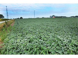 Property photo 15 - LAND AUCTION-166+/- ACRES OFFERED IN 4 TRACTS IN CASS COUNTY
