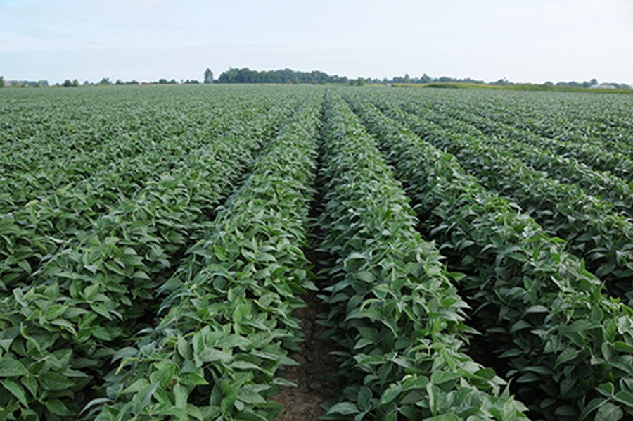 LAND AUCTION-166+/- ACRES OFFERED IN 4 TRACTS IN CASS COUNTY