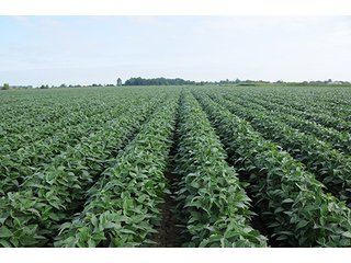 Property photo 7 - LAND AUCTION-166+/- ACRES OFFERED IN 4 TRACTS IN CASS COUNTY