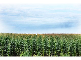 Property photo 6 - LAND AUCTION-166+/- ACRES OFFERED IN 4 TRACTS IN CASS COUNTY