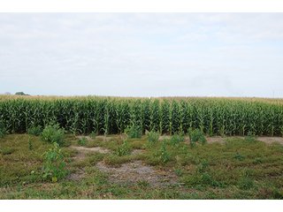 Property photo 5 - LAND AUCTION-166+/- ACRES OFFERED IN 4 TRACTS IN CASS COUNTY