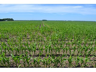 Property photo 40 - REAL ESTATE AUCTION - 379+/- ACRES OFFERED IN 6 TRACTS IN JASPER COUNTY