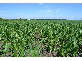 Property photo 24 - REAL ESTATE AUCTION - 379+/- ACRES OFFERED IN 6 TRACTS IN JASPER COUNTY