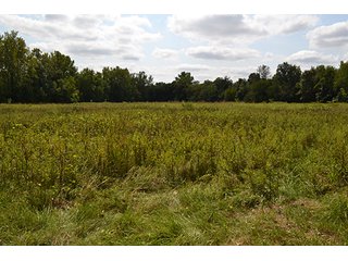 Property photo 30 - REAL ESTATE AUCTION - 379+/- ACRES OFFERED IN 6 TRACTS IN JASPER COUNTY