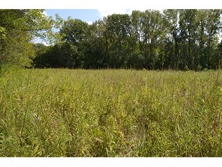 Property photo 31 - REAL ESTATE AUCTION - 379+/- ACRES OFFERED IN 6 TRACTS IN JASPER COUNTY