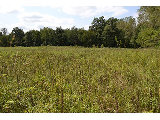 Property photo 32 - REAL ESTATE AUCTION - 379+/- ACRES OFFERED IN 6 TRACTS IN JASPER COUNTY