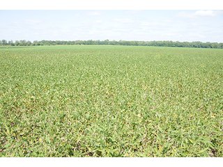 Property photo 36 - REAL ESTATE AUCTION - 379+/- ACRES OFFERED IN 6 TRACTS IN JASPER COUNTY