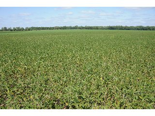 Property photo 37 - REAL ESTATE AUCTION - 379+/- ACRES OFFERED IN 6 TRACTS IN JASPER COUNTY