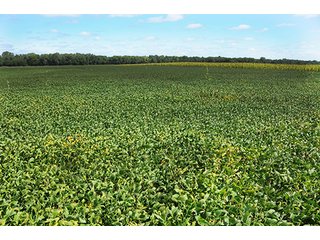 Property photo 39 - REAL ESTATE AUCTION - 379+/- ACRES OFFERED IN 6 TRACTS IN JASPER COUNTY