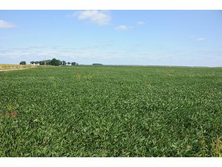 Property photo 41 - REAL ESTATE AUCTION - 379+/- ACRES OFFERED IN 6 TRACTS IN JASPER COUNTY