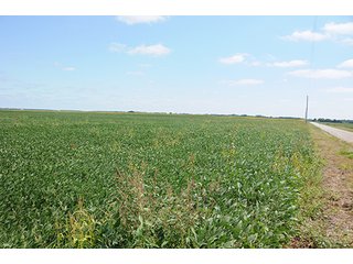 Property photo 42 - REAL ESTATE AUCTION - 379+/- ACRES OFFERED IN 6 TRACTS IN JASPER COUNTY