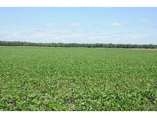 Property photo 17 - REAL ESTATE AUCTION - 379+/- ACRES OFFERED IN 6 TRACTS IN JASPER COUNTY