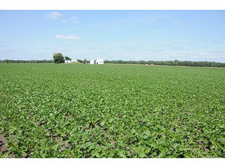 Property photo 4 - REAL ESTATE AUCTION - 379+/- ACRES OFFERED IN 6 TRACTS IN JASPER COUNTY
