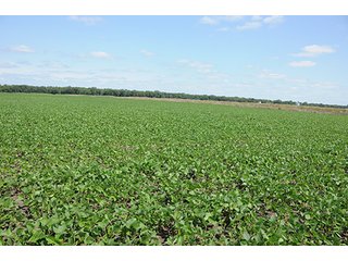Property photo 16 - REAL ESTATE AUCTION - 379+/- ACRES OFFERED IN 6 TRACTS IN JASPER COUNTY