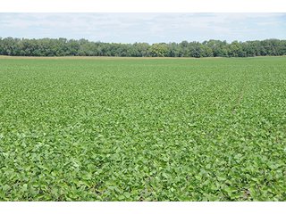 Property photo 18 - REAL ESTATE AUCTION - 379+/- ACRES OFFERED IN 6 TRACTS IN JASPER COUNTY