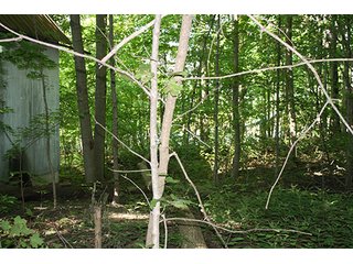 Property photo 6 - REAL ESTATE AUCTION - 86 ACRES IN 3 TRACTS IN WHITLEY COUNTY