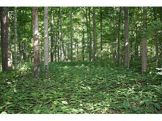 Property photo 5 - REAL ESTATE AUCTION - 86 ACRES IN 3 TRACTS IN WHITLEY COUNTY