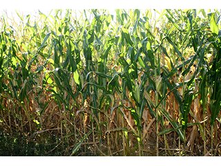 Property photo 3 - REAL ESTATE AUCTION - 86 ACRES IN 3 TRACTS IN WHITLEY COUNTY