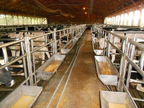 veal barn pens - REAL ESTATE AUCTION-25 ACRES OFFERED IN 2 TRACTS IN NE ALLEN COUNTY