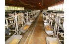 veal barn pens - REAL ESTATE AUCTION-25 ACRES OFFERED IN 2 TRACTS IN NE ALLEN COUNTY