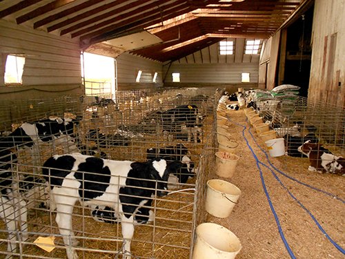 100 baby calf area in main barn - REAL ESTATE AUCTION-25 ACRES OFFERED IN 2 TRACTS IN NE ALLEN COUNTY