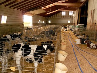100 baby calf area in main barn - REAL ESTATE AUCTION-25 ACRES OFFERED IN 2 TRACTS IN NE ALLEN COUNTY