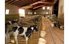 100 baby calf area in main barn - REAL ESTATE AUCTION-25 ACRES OFFERED IN 2 TRACTS IN NE ALLEN COUNTY