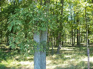 Property photo 2 - AUCTION-20+/- ACRES OFFERED IN 2 TRACTS IN WAYNE COUNTY