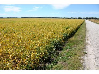 Property photo 18 - REAL ESTATE AUCTION - 230+/- ACRES IN 2 TRACTS IN STARKE COUNTY