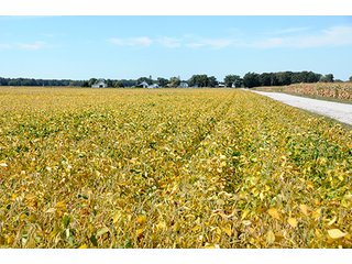Property photo 19 - REAL ESTATE AUCTION - 230+/- ACRES IN 2 TRACTS IN STARKE COUNTY