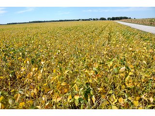 Property photo 20 - REAL ESTATE AUCTION - 230+/- ACRES IN 2 TRACTS IN STARKE COUNTY