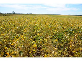 Property photo 21 - REAL ESTATE AUCTION - 230+/- ACRES IN 2 TRACTS IN STARKE COUNTY