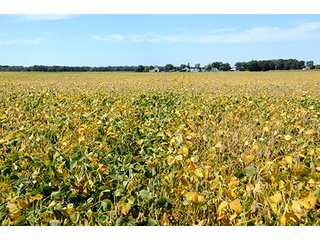 Property photo 22 - REAL ESTATE AUCTION - 230+/- ACRES IN 2 TRACTS IN STARKE COUNTY