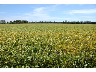 Property photo 23 - REAL ESTATE AUCTION - 230+/- ACRES IN 2 TRACTS IN STARKE COUNTY