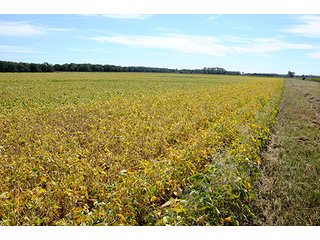 Property photo 26 - REAL ESTATE AUCTION - 230+/- ACRES IN 2 TRACTS IN STARKE COUNTY