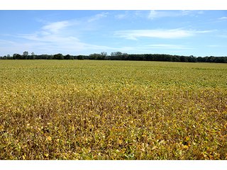 Property photo 27 - REAL ESTATE AUCTION - 230+/- ACRES IN 2 TRACTS IN STARKE COUNTY
