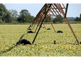 Property photo 28 - REAL ESTATE AUCTION - 230+/- ACRES IN 2 TRACTS IN STARKE COUNTY