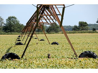 Property photo 10 - REAL ESTATE AUCTION - 230+/- ACRES IN 2 TRACTS IN STARKE COUNTY