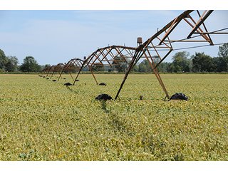 Property photo 2 - REAL ESTATE AUCTION - 230+/- ACRES IN 2 TRACTS IN STARKE COUNTY
