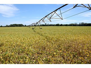 Property photo 3 - REAL ESTATE AUCTION - 230+/- ACRES IN 2 TRACTS IN STARKE COUNTY