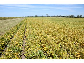 Property photo 4 - REAL ESTATE AUCTION - 230+/- ACRES IN 2 TRACTS IN STARKE COUNTY