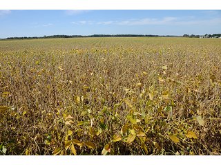 Property photo 5 - REAL ESTATE AUCTION - 230+/- ACRES IN 2 TRACTS IN STARKE COUNTY