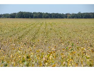 Property photo 6 - REAL ESTATE AUCTION - 230+/- ACRES IN 2 TRACTS IN STARKE COUNTY