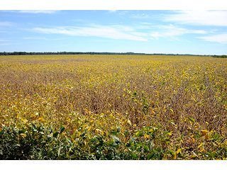 Property photo 7 - REAL ESTATE AUCTION - 230+/- ACRES IN 2 TRACTS IN STARKE COUNTY