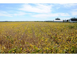 Property photo 8 - REAL ESTATE AUCTION - 230+/- ACRES IN 2 TRACTS IN STARKE COUNTY