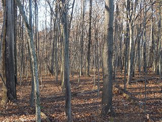 Property photo 122 - OHIO LAND AUCTION - 154+/- ACRES IN RICHLAND COUNTY