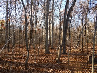 Property photo 123 - OHIO LAND AUCTION - 154+/- ACRES IN RICHLAND COUNTY